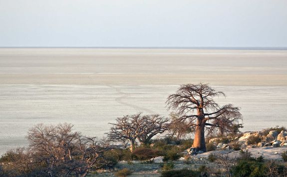 Baobabs in the desert