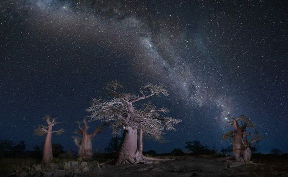 Baobabs at night