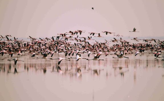 Flamingos taking flight