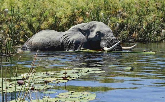 elephant submerged in water