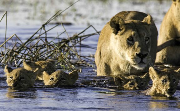 lions in the Okavango Delta