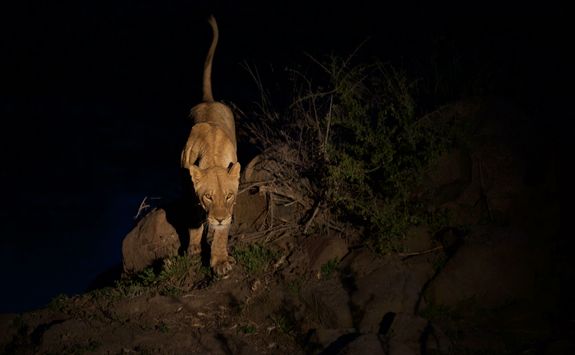 Lions in Botswana