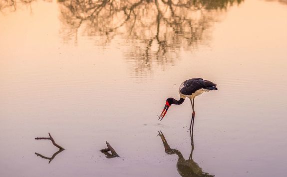 Saddlebilled stork, Botswana
