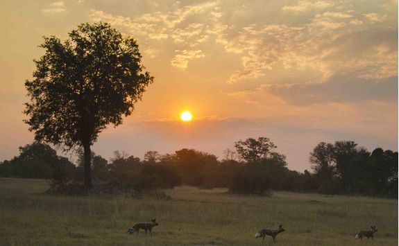 Wild dogs at sunset
