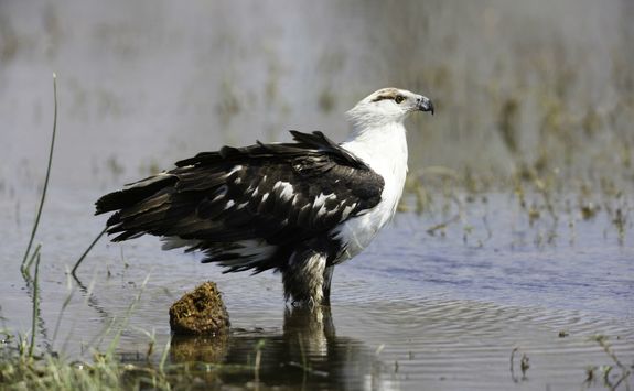 Eagle