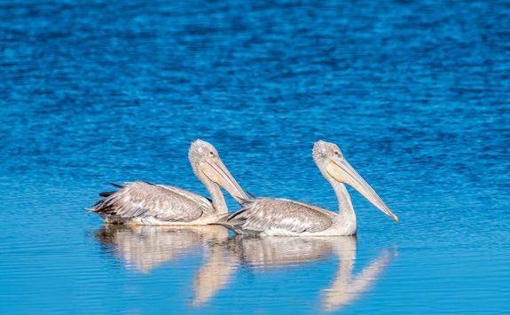 Pelicans on the water