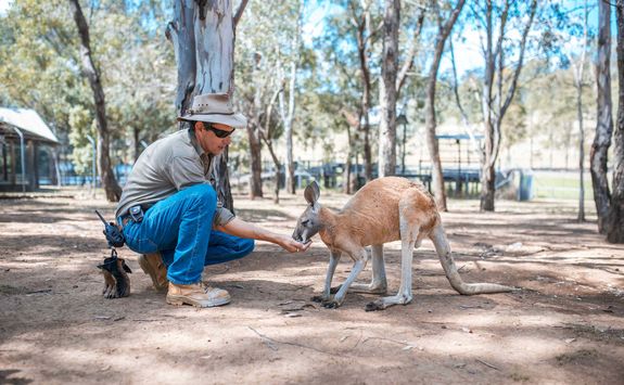 Feeding a Kangaroo