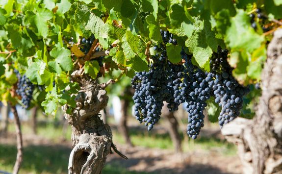 Grapes on a Vine