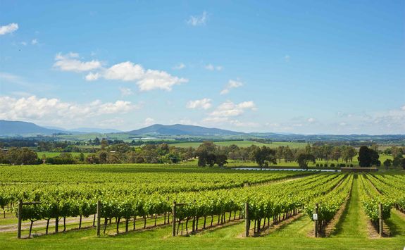 Yarra Valley Vineyard