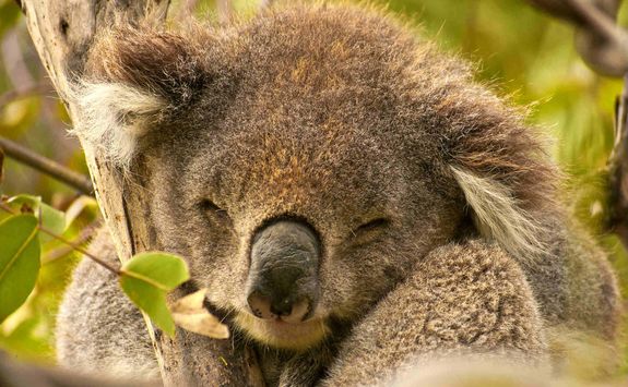 Koala in the Wild