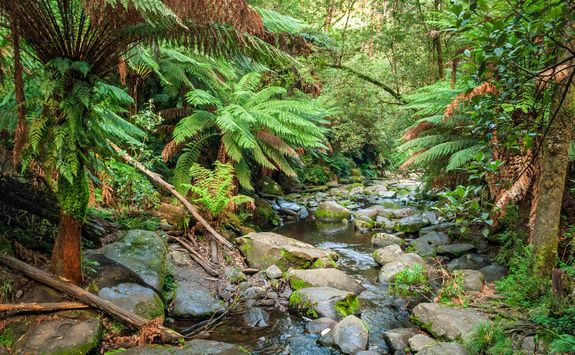 Rainforest Walk
