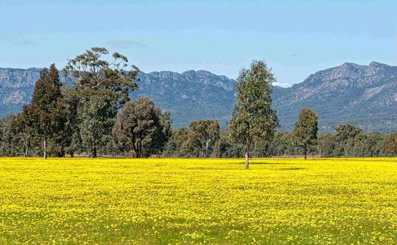 Yellow Wildflower Field