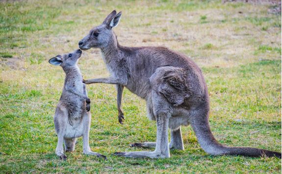 Kangaroos