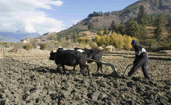 Bhutanese ploughing