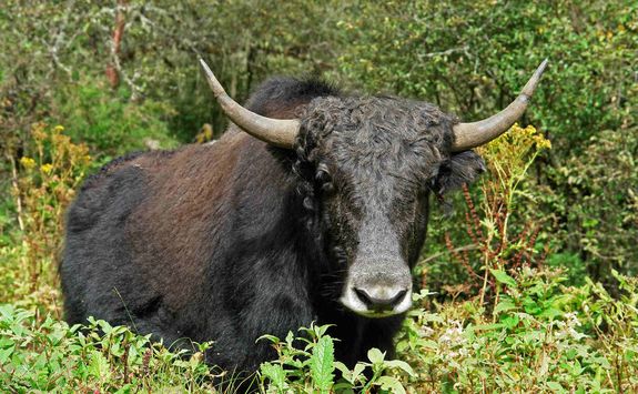Wild yak in Bhutan