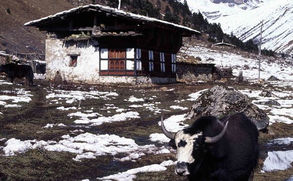 Yak huts in Bhutan