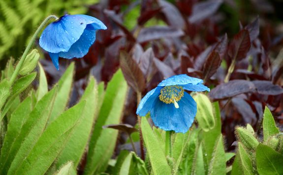 Himalayan Poppy