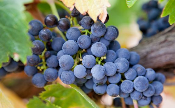 Grapes in the Barossa Valley