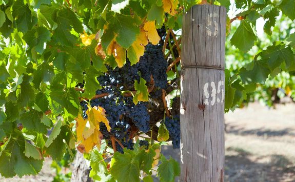 Grapes in the Barossa Valley