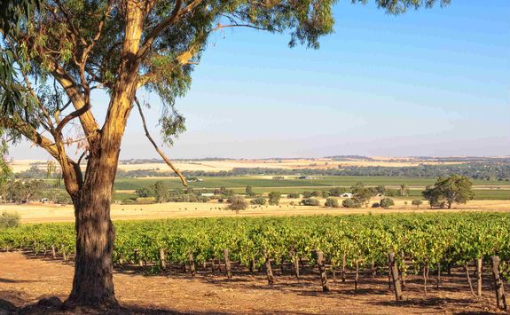 Vineyard in the Barossa Valley