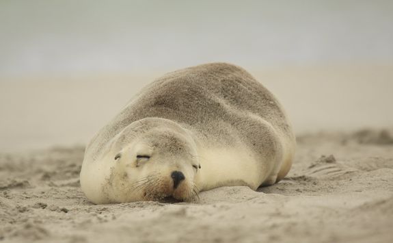 Sea lion sleeping