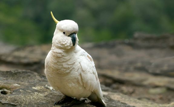 Cockatoo Jamison Valley