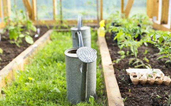 Kitchen garden