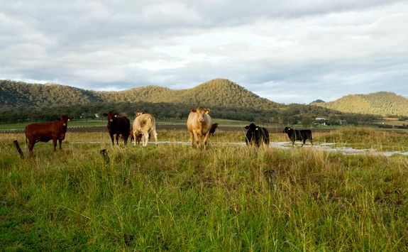Livestock, Great Dividing Range