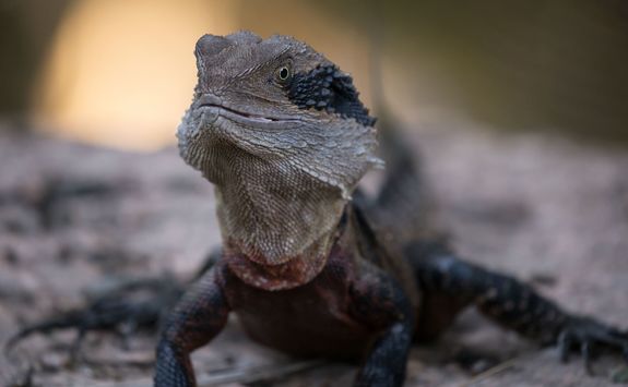 Australian Eastern water dragon