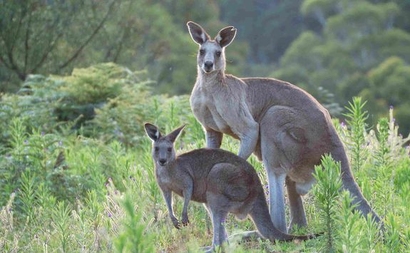 Kangaroos in the Blue Mountains