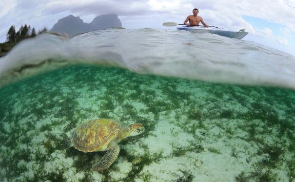 Capella Lodge marine sanctuary, Lord Howe Island