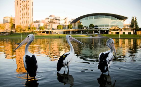 Pelicans on a River