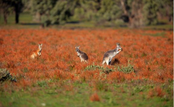 Kangaroos in a Field