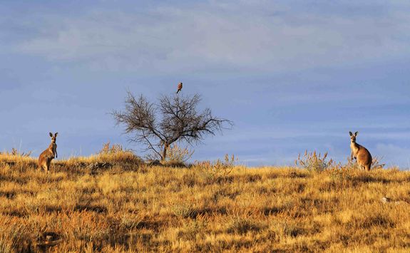 Kangaroo in Flinders Ranges