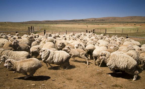 Flock of Sheep