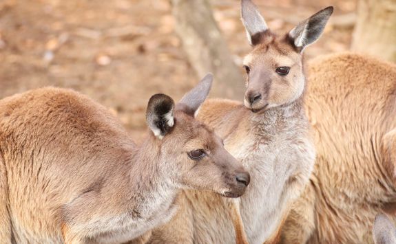 Kangaroos