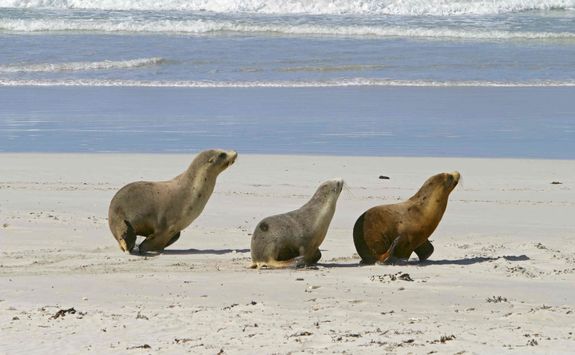 Sea Lions on a Beach