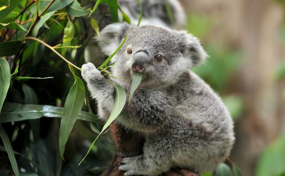 Young Koala