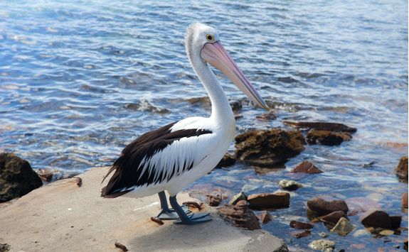 Australian Pelican