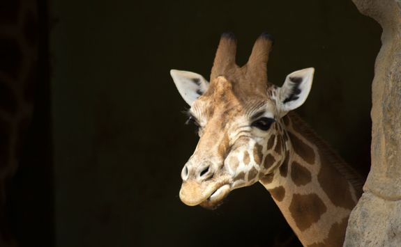 Giraffe at a Zoo