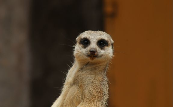 Meerkat at a Zoo