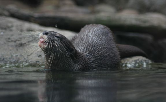 Otter at a Zoo