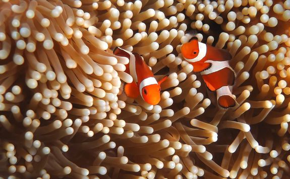 Clown Fish