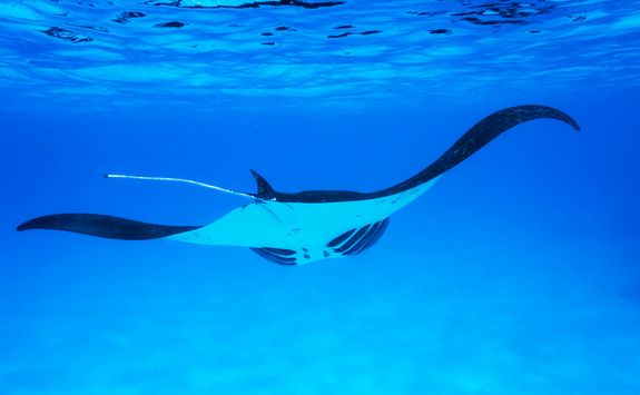 Manta Ray