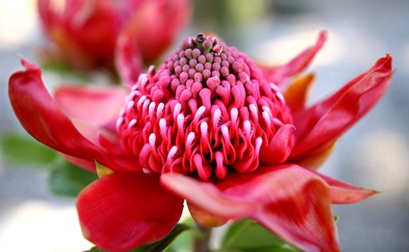 botanical-gardens-flower