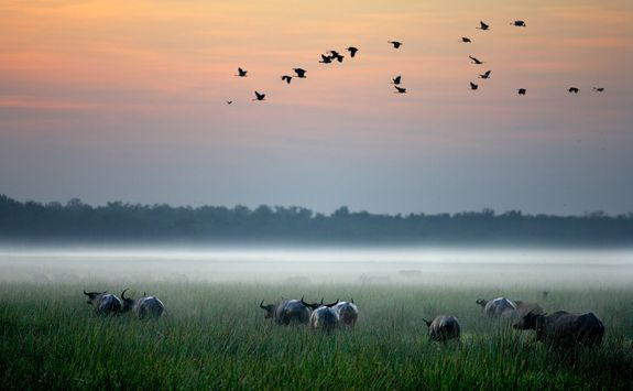 bamurru-wetlands