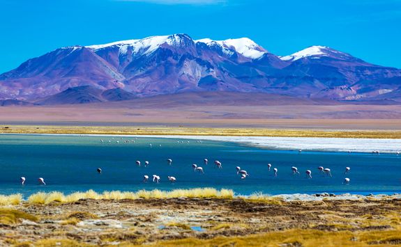 Flamingos in the Desert
