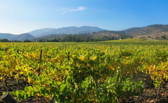 Matetic Vineyards