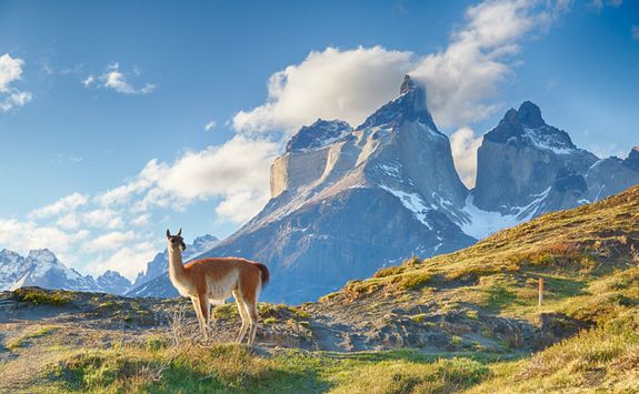 A Guanaco on a Mountain