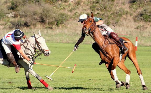 polo playing